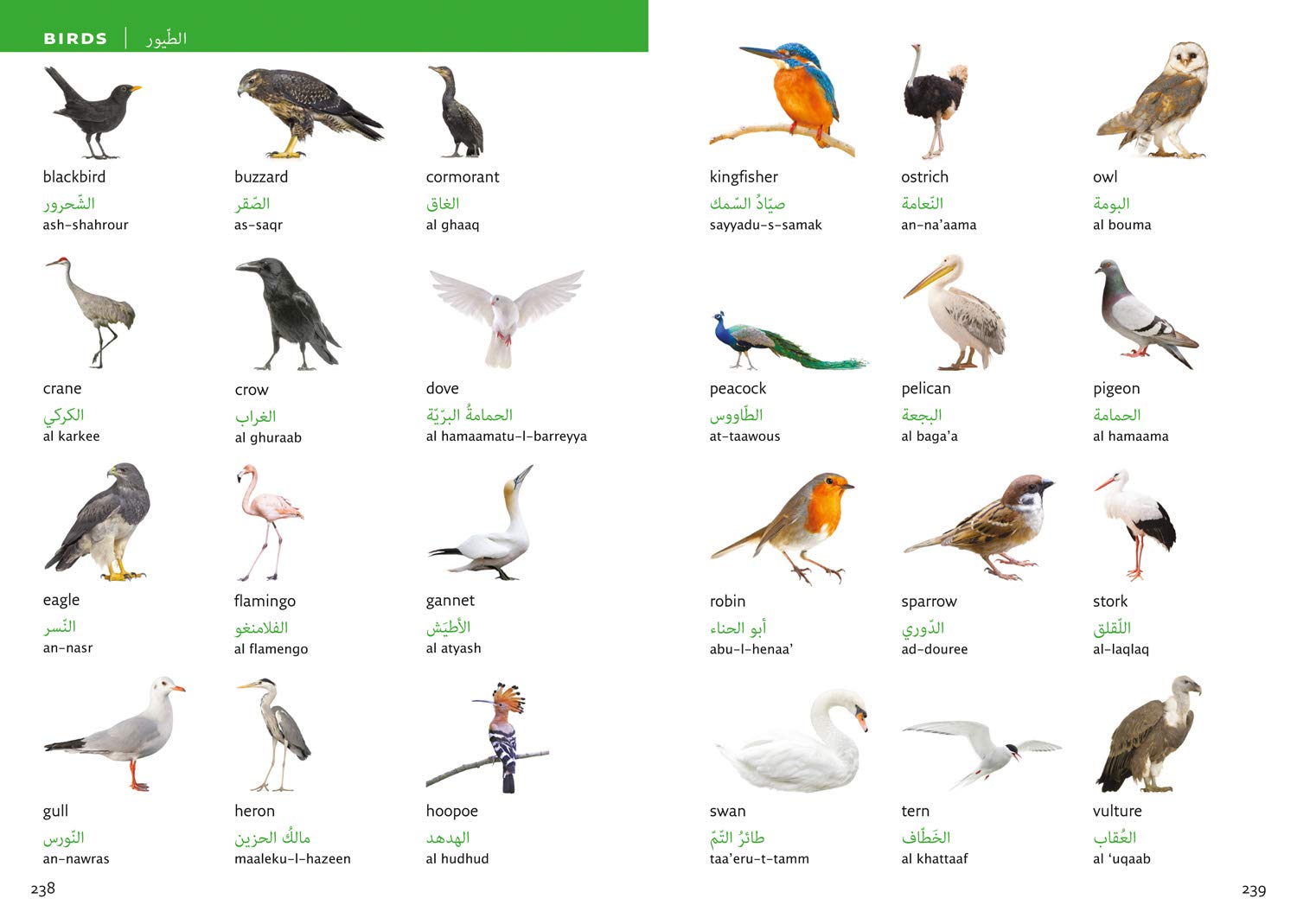 Arab Visual Arabic Visual Dictionary: A photo guide to everyday words and phrases ...